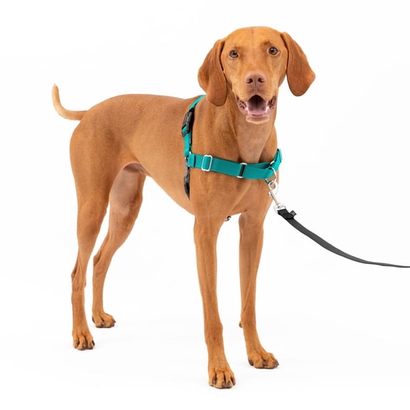 PetSafe Easy Walk Dog Harness, No Pull Leash, prevents from Choking on Walks, Teak, M