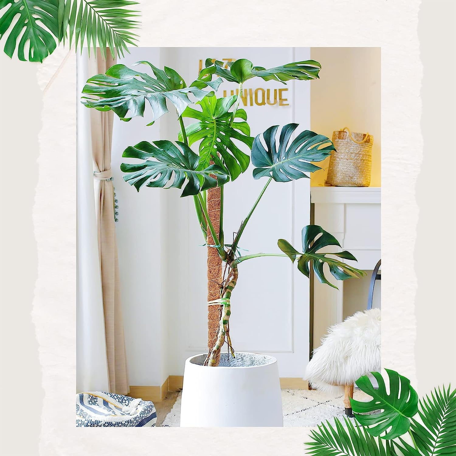 Moss Pole, Moss Pole for Plants Monstera, Bendable Plant Sticks Support,  Plant Stakes for Indoor Plants, 25''Coco Coir Pole Plant Support, Monstera  Moss Pole for Climbing Plants Growth - Walmart.ca