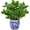Medium Size-blue and White Pot, variant on Artificial ZZ Plant in Ceramic Pot 17" Faux Potted Zamioculcas Silk Plant for Home Table Decor Bedroom Aesthetic