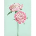 thumbnail image 2 of Dos Santos, Bella 25x32 White Modern Wood Framed Museum Art Print Titled - SummerPeonies, 2 of 4