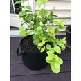 thumbnail image 6 of 3/5/10-gallon Long Bag, Heavy Duty, Thickened Non-woven Flowerpot with Reinforced Handle, 6 of 8