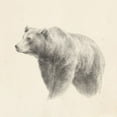 thumbnail image 2 of Harper, Ethan 20x20 Black Ornate Wood Framed with Double Matting Museum Art Print Titled - Western Bear Study, 2 of 4