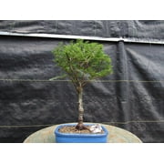 Seiju Elm Bonsai Tree