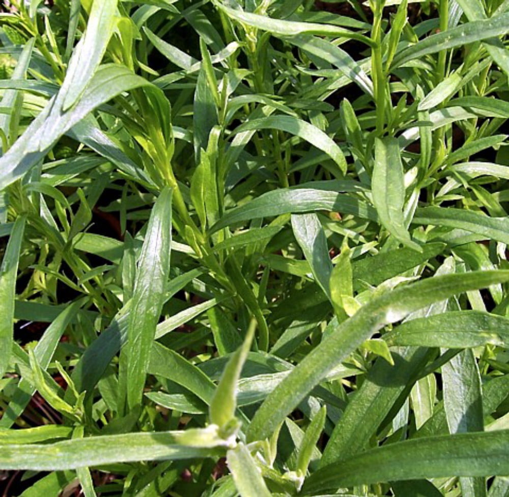 Russian Tarragon 4 Plants Very Hardy! Artemisia