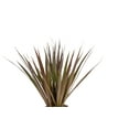 thumbnail image 2 of Island Blooms Live Outdoor Dracaena Plant in 1.5 Pint Pot – 16 inch Tall, Full Sun, 2 of 5