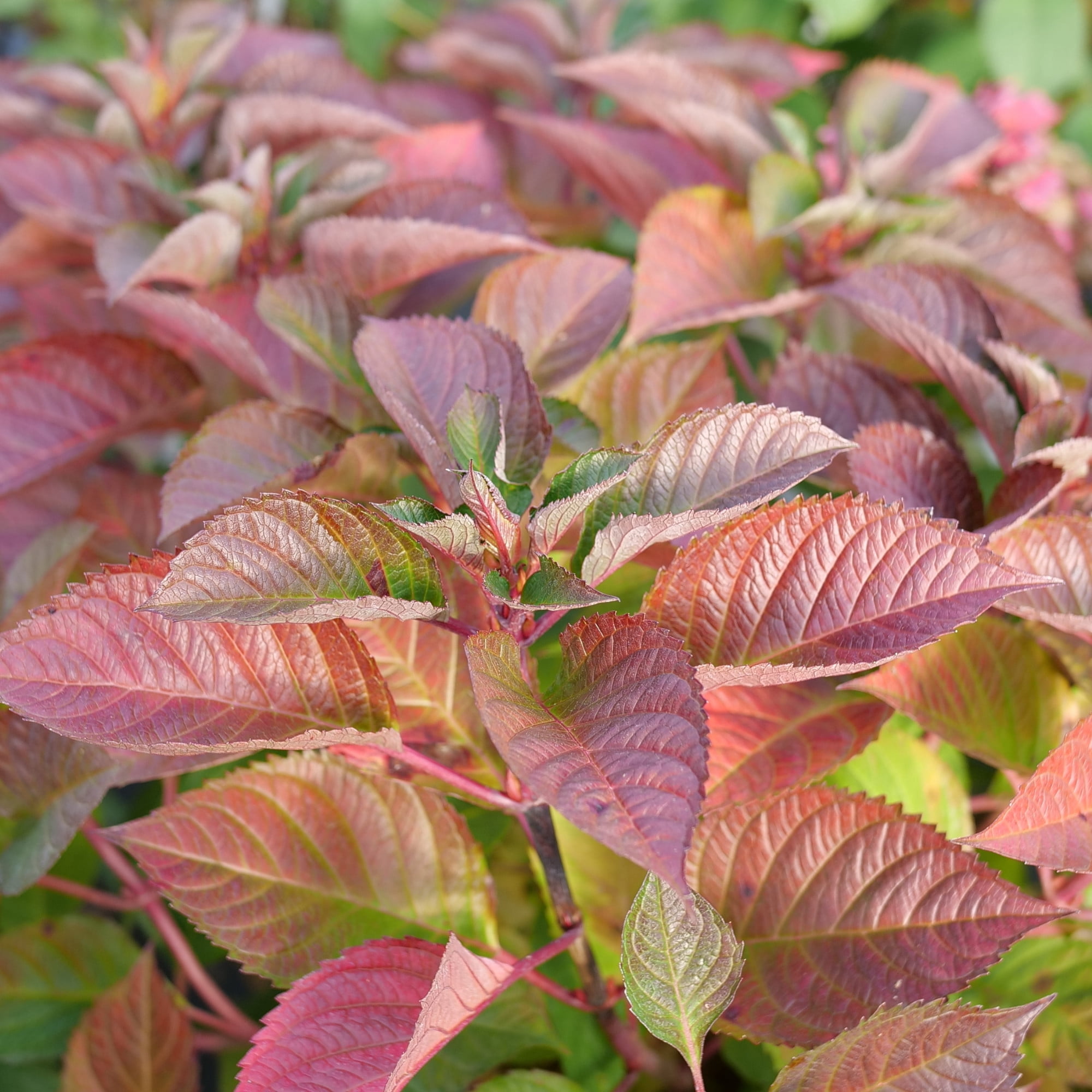 Proven Winners ColorChoice 6" Multicolor Let's Dance Lovable Bigleaf Hydrangea Live Plant in 7.5" Pot