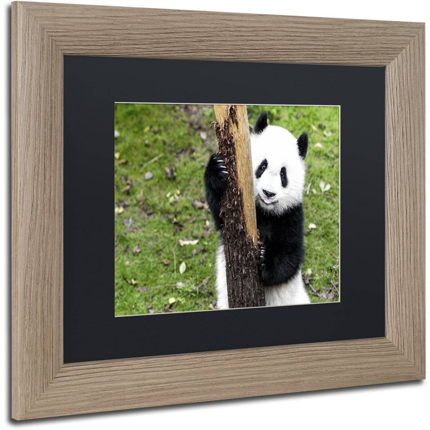 Trademark Fine Art "Giant Panda VI" Canvas Art by Philippe Hugonnard, Black Matte, Birch Frame