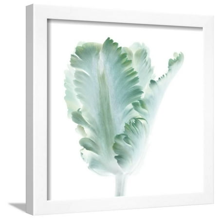 - Light 3: parrot Tulip Framed Print Wall Art By Doris Mitsch