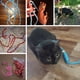 thumbnail image 5 of Correa reflectante para entrenamiento de deslizamiento de cuerda, correa para mascotas con cuerda para escalar montañas para perros y gatos, 5 of 5