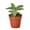 1 Plant, variant on Calathea Vittata - 1 Live Starter Plant - Goeppertia Elliptica 'Vittata' - Tropical Compact White Striped Elegant Houseplant