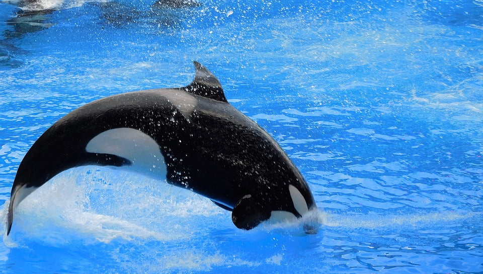 Splash Wild Show Killer Whale Orca Jump Orca-20 Inch By 30 Inch ...