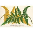 thumbnail image 2 of Charles Antoine Lemaire 18x13 Gold Ornate Wood Frame and Double Matted Museum Art Print Titled - Gymnogramma Laucheana, Var. Gigantea (1854-1896), 2 of 4