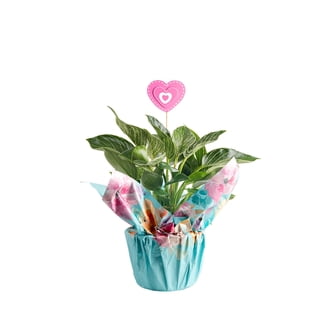 BubbleBlooms Philodendron Birkin Variegated 4 inch - Walmart.com
