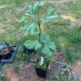 thumbnail image 3 of Ginkgo Tree Plant, Outdoor Garden, 6'' Tall in Quart Pot, 3 of 5