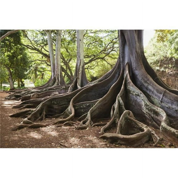 Allerton Garden Part of National Botanical Garden Near Poipu - Kauai Hawaii United States of America Poster Print by Alvis Upitis, 38 x 24 - Large