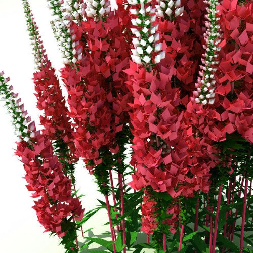 Red Fox Veronica Speedwell Gallon Pot Perennial