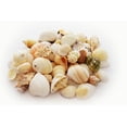 thumbnail image 2 of 1 Lb  (100 Shells) Indian Ocean Shell Mix (1"-2" / 25-50mm) Beach Decor Ocean Art Craft, 2 of 3