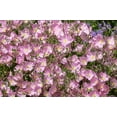 thumbnail image 6 of 1000 Showy PINK EVENING PRIMROSE (Pink Ladies / Mexican Evening) Oenothera Speciosa Flower Seeds, 6 of 9