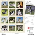 thumbnail image 2 of Border Collie Puppies | 2024 12x24" (Hanging) Wall Calendar | BrownTrout, 2 of 8