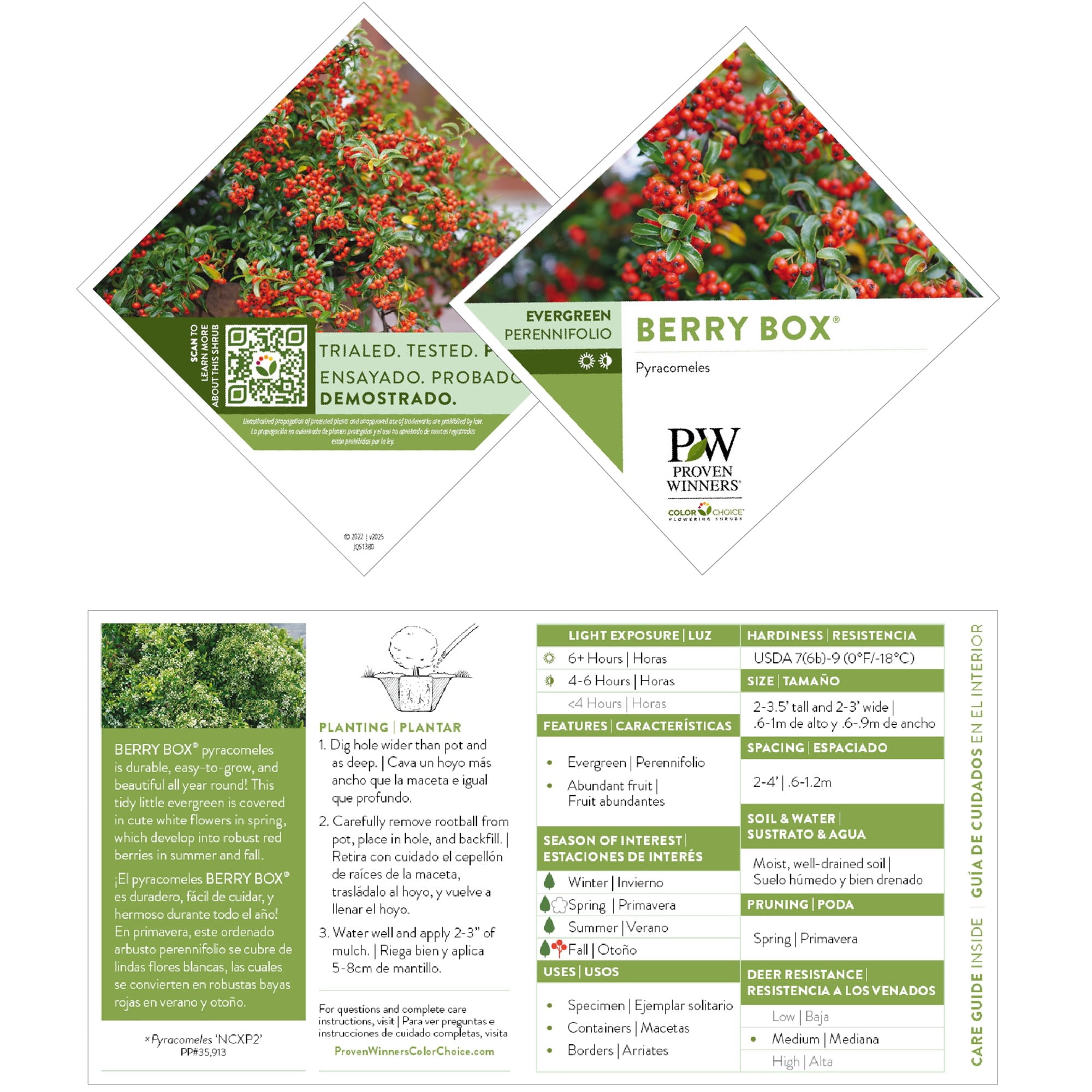 Proven Winners ColorChoice 5" Berry Box Pyracomeles Live Plant in 4.5" Pot (4 Count)