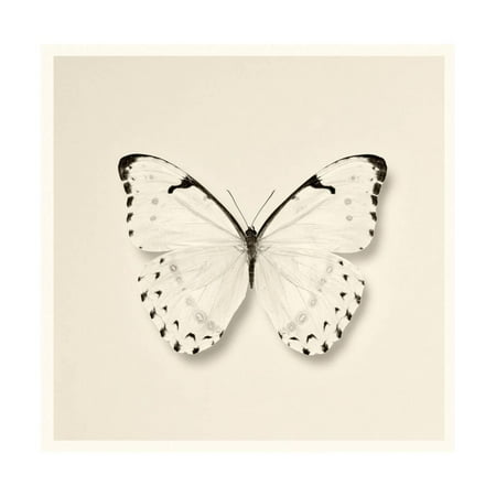 - Butterfly II BW Crop Print Wall Art By Debra Van Swearingen