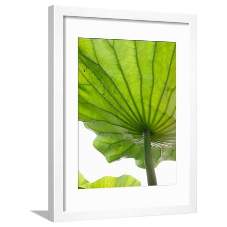 Lotus Leaf Texture Framed Print Wall Art By Michele (Best Way To Texture Walls)