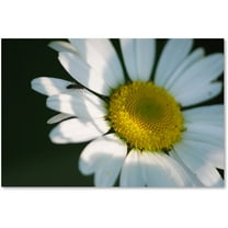 Trademark Fine Art "Hidden in Shadows" Canvas Art by Monica Mize