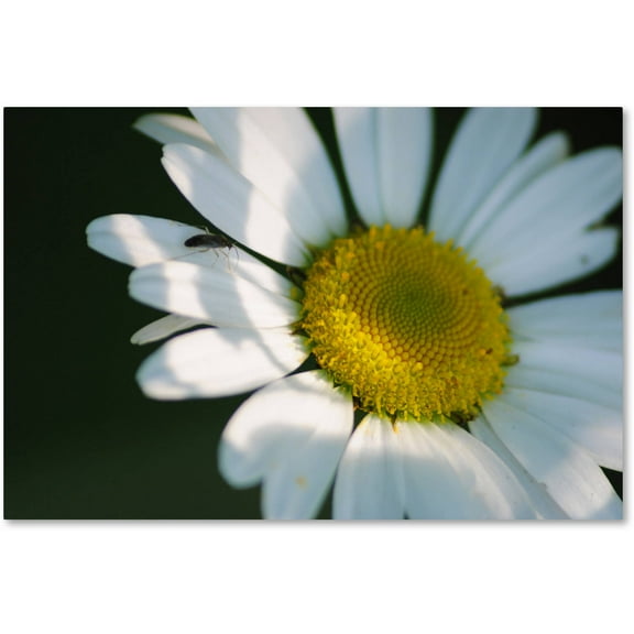 Trademark Fine Art "Hidden in Shadows" Canvas Art by Monica Mize