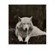 thumbnail image 1 of Lobos Lobo Blanco Animales Japonés Noren Cortinas Puerta Entrada Cortina 85x90cm ZefeiWu 8390615096973, 1 of 1