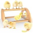 thumbnail image 1 of Mini Chick Perch With Mirror, Mini Chick Roost, Strong Bamboo Roosting Bar For Coop Brooder Training Perch Toys, 1 of 5