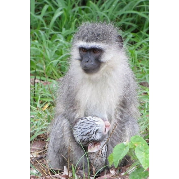 Mandi Monkey and Other Stories, (Paperback)