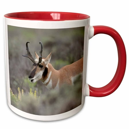 3drose, Pronghorn Antelope Buck, Grand Tetons National Park, Wyoming, Wild, 11oz Two-tone Red Mug