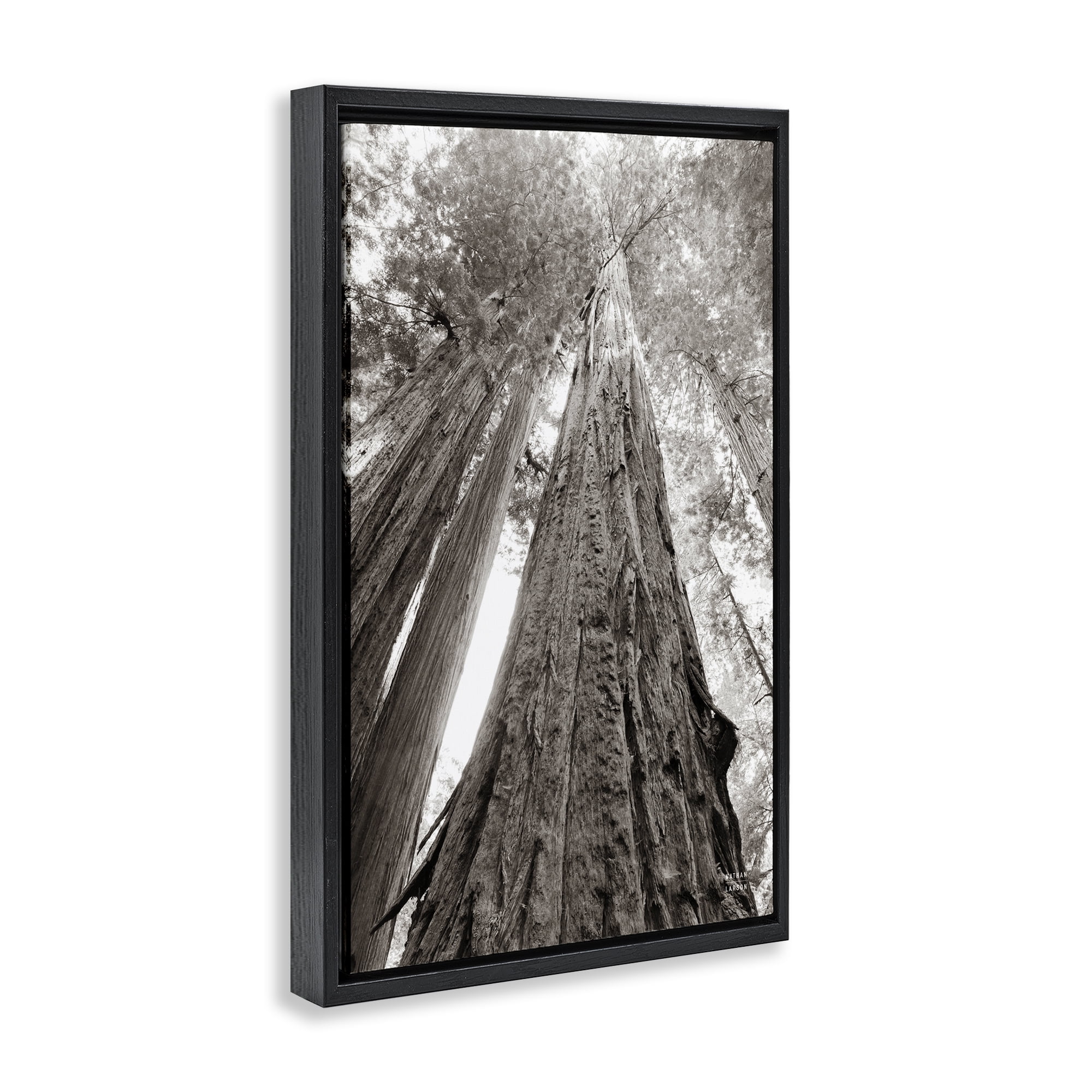 Stupell Industries Ancient Redwood Forest Landscape & Nature Photography Black Floater Framed Canvas Art Print Wall Art, 17 x 25
