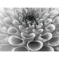 thumbnail image 2 of Frank, Assaf 14x12 White Modern Wood Framed Museum Art Print Titled - Dahlia Flower, 2 of 4