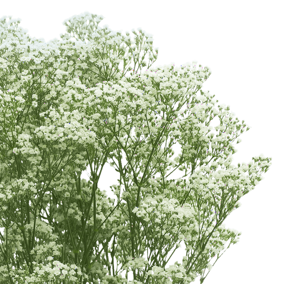 120 Stems of Million Star Gypsophila- Beautiful Fresh Cut Flowers- Express Delivery