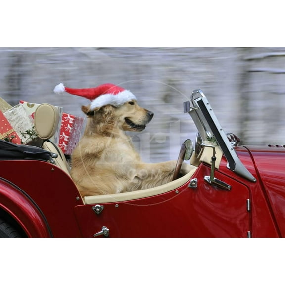 Golden Retriever Dog Wearing Father Christmas, Animals Transportation Unframed Photographic Print Wall Art Sold by Art.Com