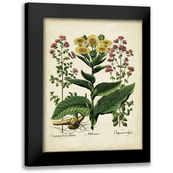 Besler, Basilius 12x14 Black Modern Framed Museum Art Print Titled - Besler Florilegium I
