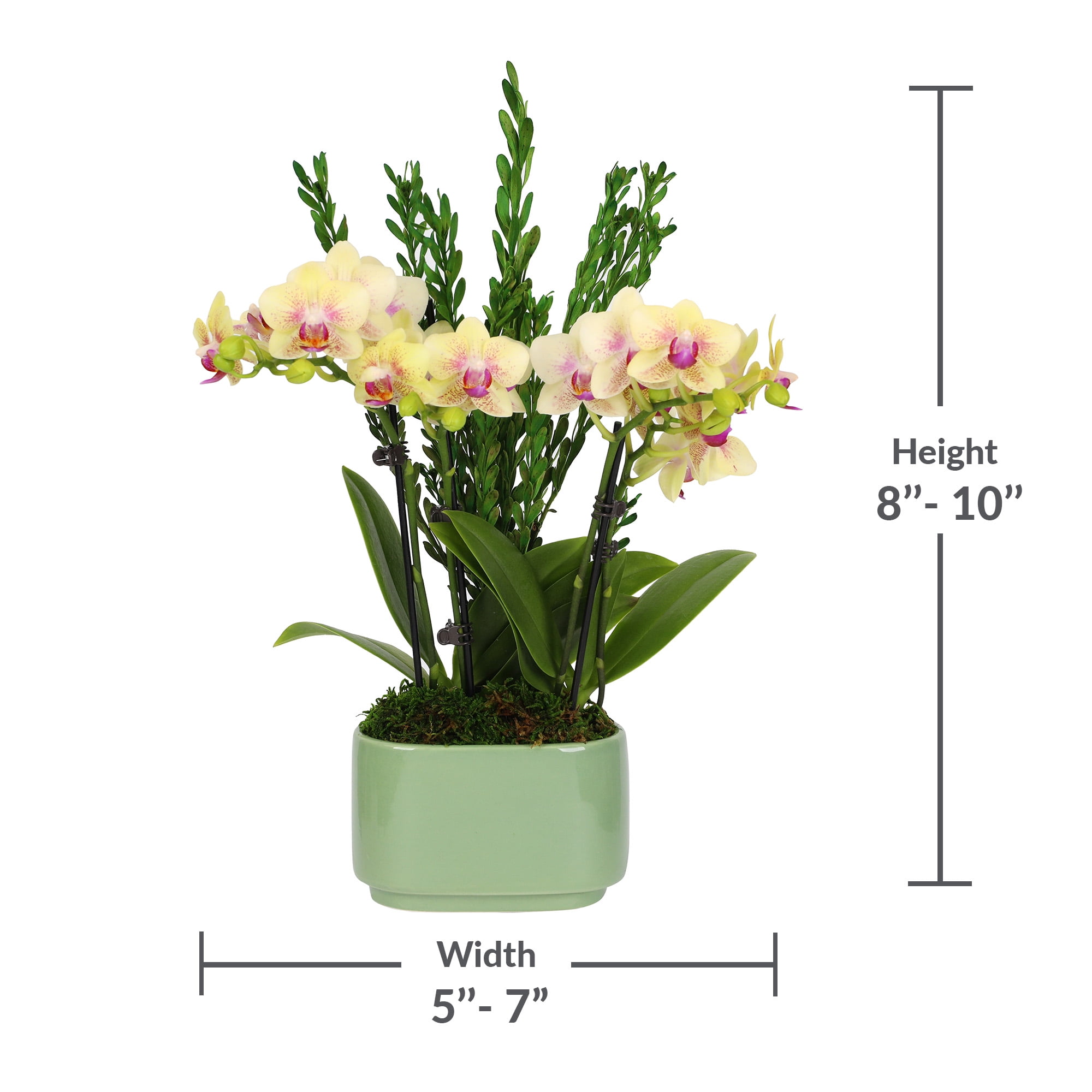 4in Yellow Live Orchid Duo in Sage Green Pot with Preserved Green Stems