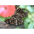 thumbnail image 2 of Perfect Plants Organic Vermiculite  - 8 Quarts, 2 of 5
