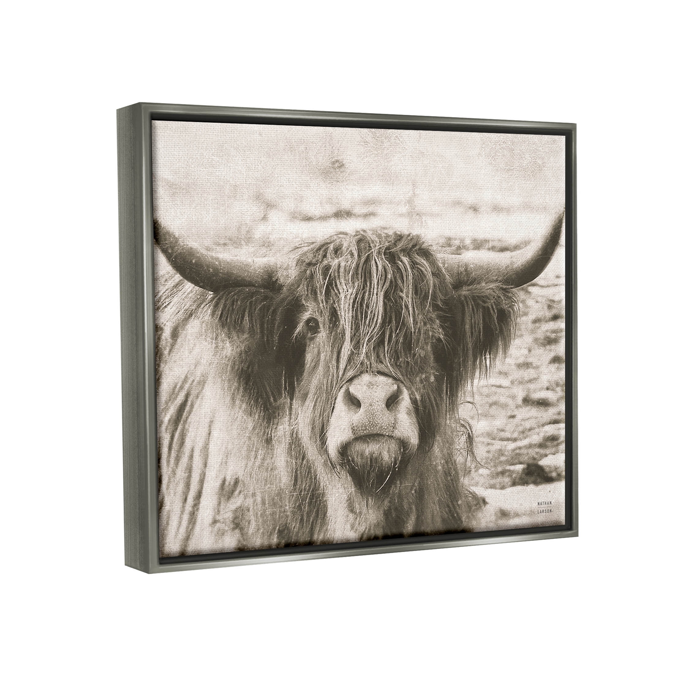 Stupell Industries Highland Cattle Cow Gazing Photography Photograph Luster Gray Floating Framed Canvas Print Wall Art, Design by Nathan Larson