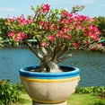 thumbnail image 5 of 1 gal Adenium 'Desert Rose' Pink with Full Sunlight, 5 of 9