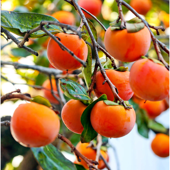 Persimmon Fruit Trees Live Plants, 5 to 9 Inch Tall Well-Rooted, American Persimmon Tree for Planting Outdoor, Zones 7-9