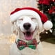 thumbnail image 5 of Collares navideños para perros con copos de nieve para gatos y mascotas pequeñas, medianas y grandes, 5 of 5