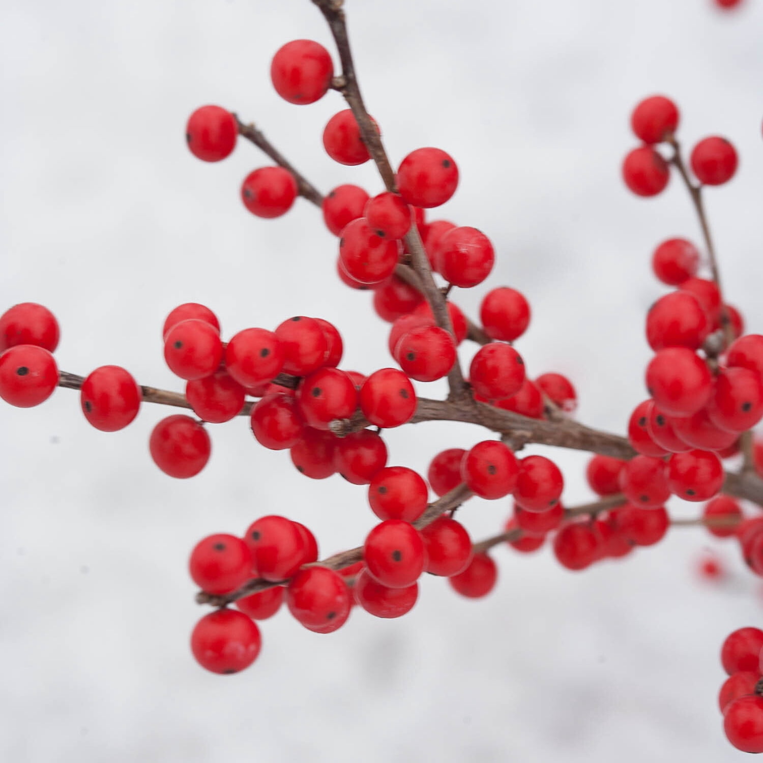 Proven Winners ColorChoice 5" Berry Poppins Winterberry Live Plant in 4.5" Pot (4 Count)