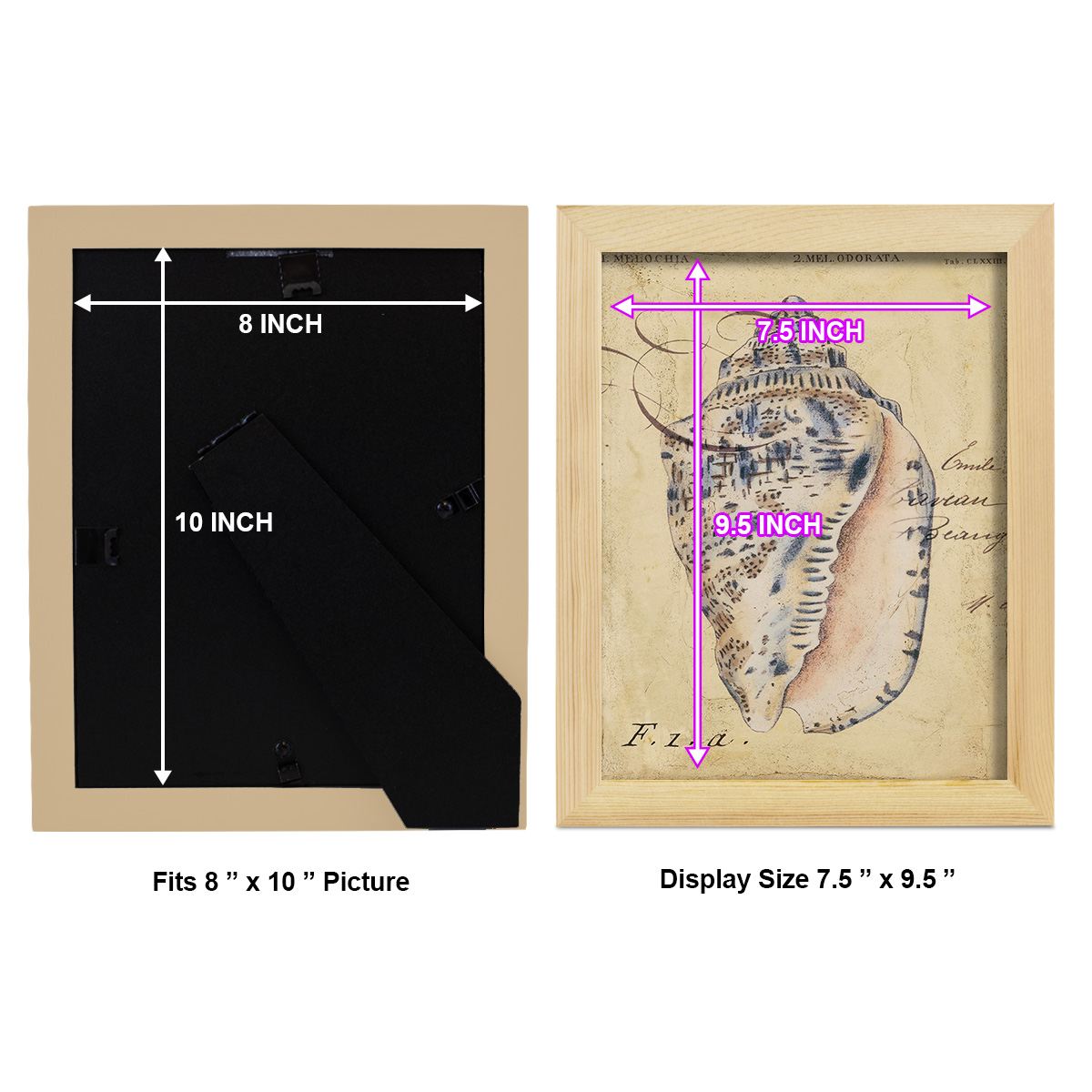 Seashell Ephemera I - Framed Print w/glass - Natural Wood