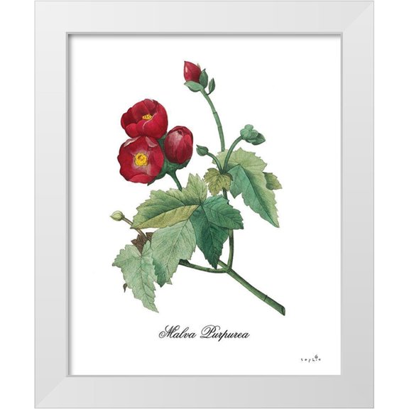 Sophie 6 15x18 White Modern Wood Framed Museum Art Print Titled - Malva Purpurea