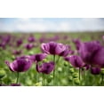 thumbnail image 6 of 1000 Seeds HUNGARIAN BREADSEED POPPY Papaver Somniferum Purple Blue Flower Seeds, 6 of 8