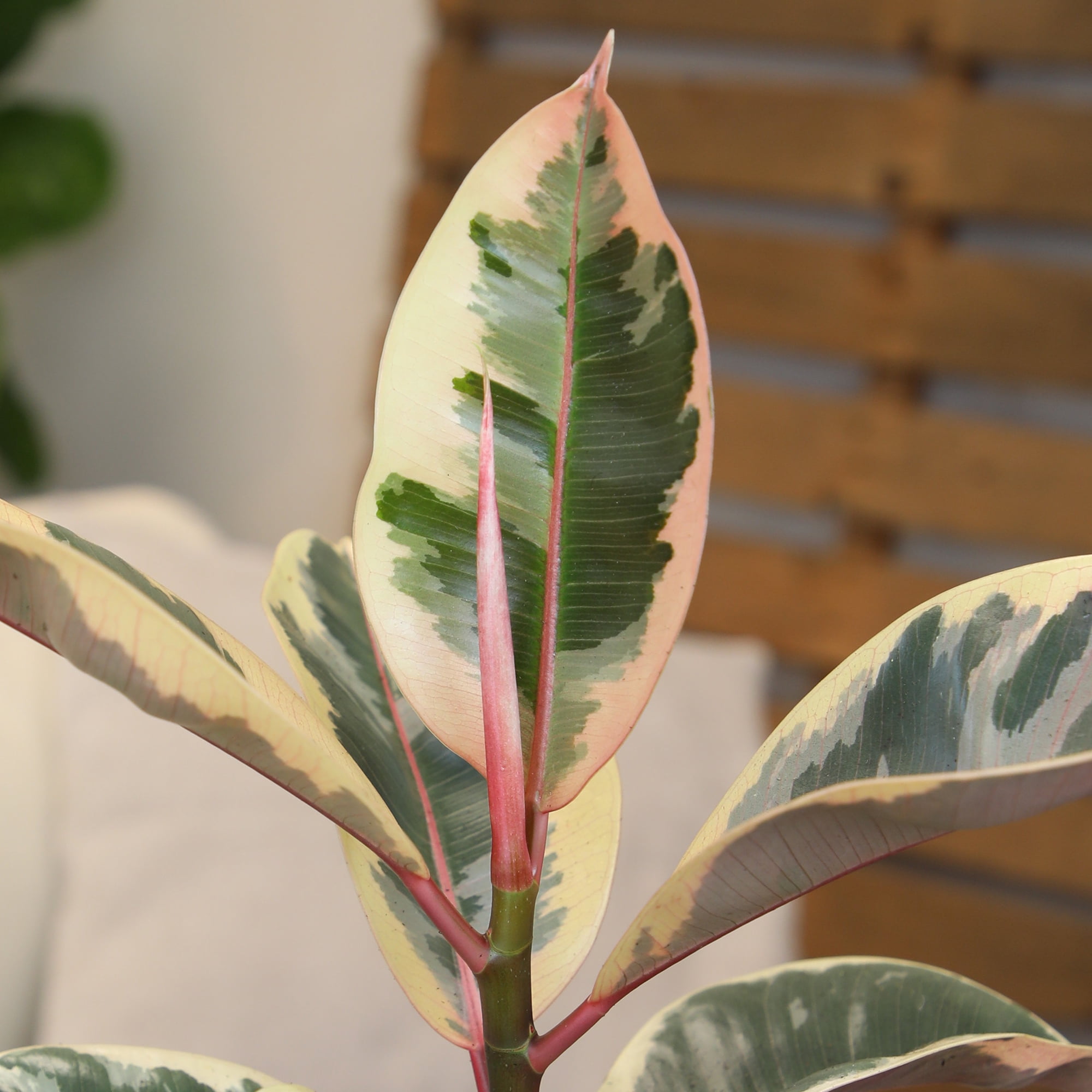Variegated 'Tineke' Ficus Tree Houseplant | 8in Grow Pot; Indirect Light | Element by Altman Plants