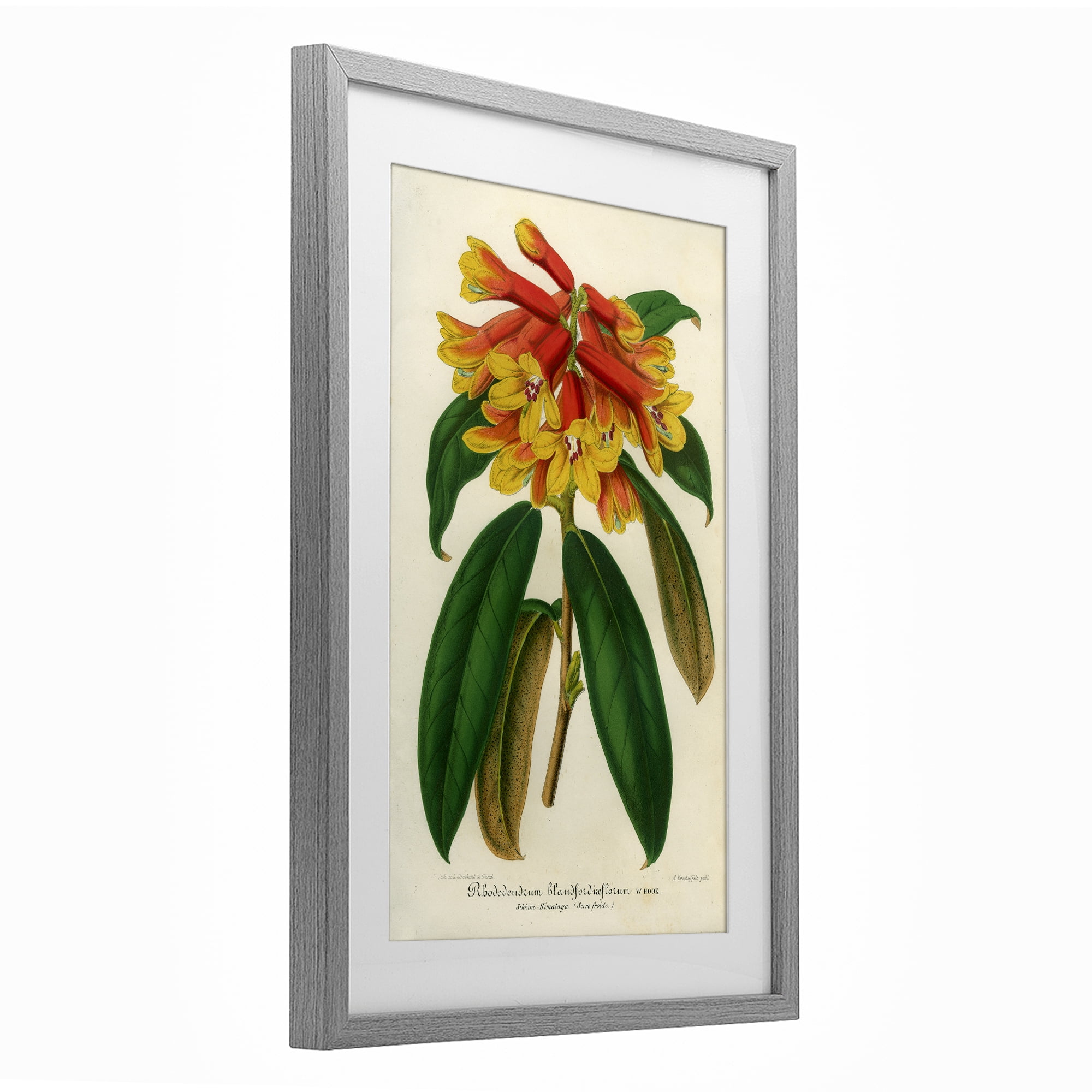 Stupell Industries Orange Yellow Rhododendron Gray Framed Print Under Glass, design by Print Collection