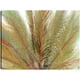 thumbnail image 1 of Cuadro Decorativo - Oros de la isla II Jr Impresión en canvas, estrechado, 1 of 2